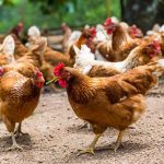 LaProvincia : le meilleur de l’Élevage de Poulet