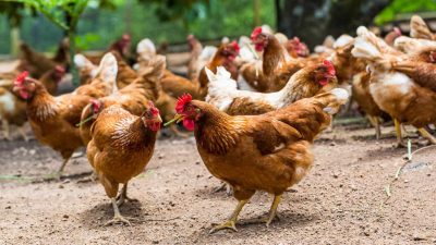 LaProvincia : le meilleur de l’Élevage de Poulet