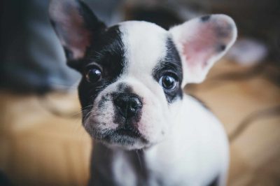 bouledogues français