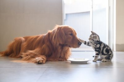 Comprendre la sociabilisation du chien