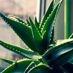 Comment utiliser l'aloe vera ?