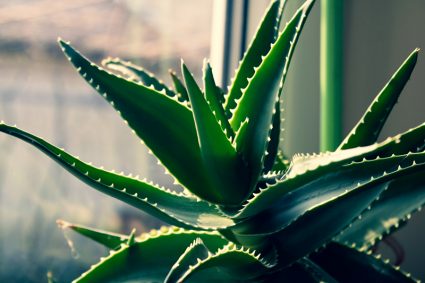 Comment utiliser l’Aloe vera ?