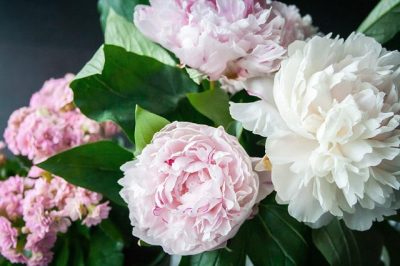 Bouquet de pivoines