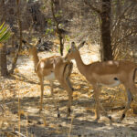 Parc de selous - Impala