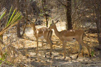 Parc de selous - Impala