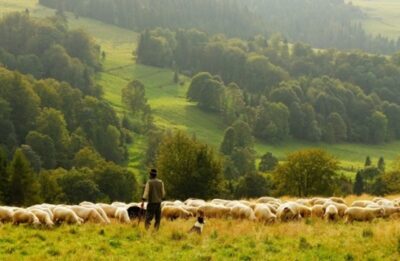 Nourrir les animaux d'élevage : Les principes essentiels pour une nutrition optimale