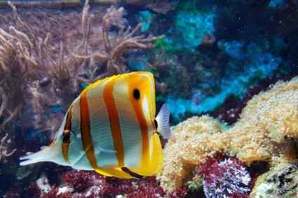 Les avantages d’un aquarium d’eau de mer pour votre intérieur