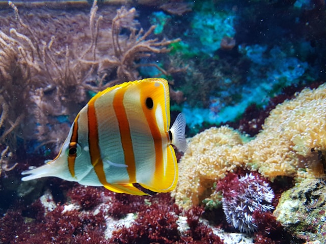 Aquarium d'eau de mer