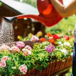 Entretien du jardin en été