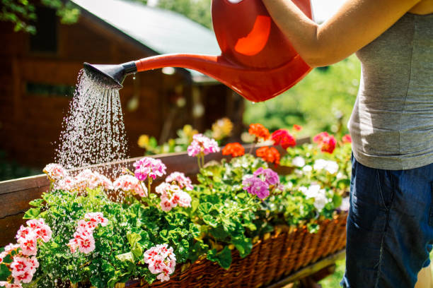 Entretien du jardin en été