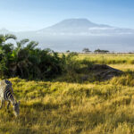 Zèbre au Parc Amboseli au Kenya