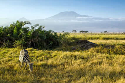 Zèbre au Parc Amboseli au Kenya