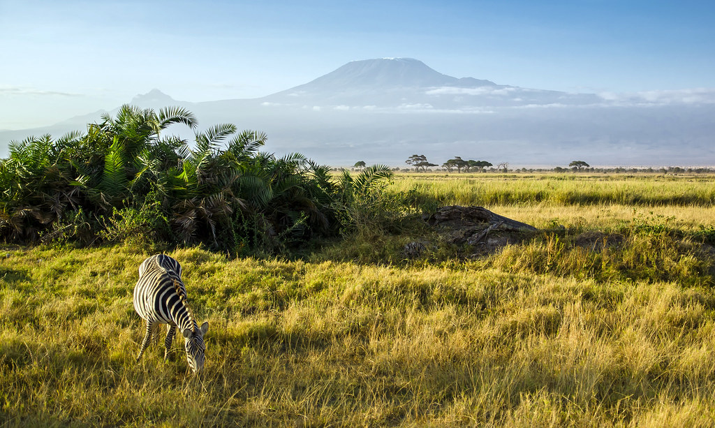 Zèbre au Parc Amboseli au Kenya