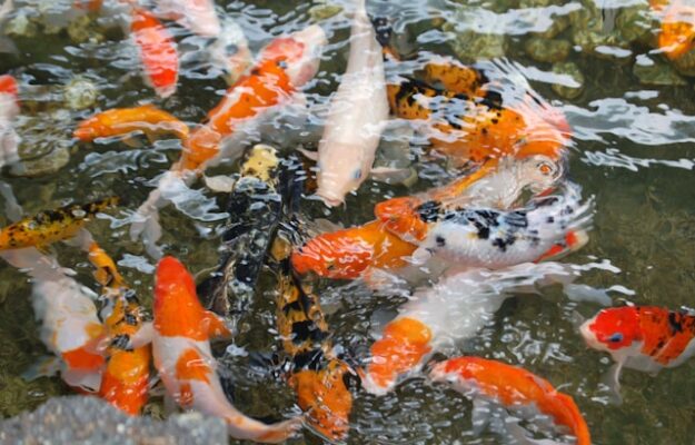 Aliments pour poisson rouge