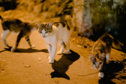 Les habitudes nocturnes des chats : comprendre et gérer leur comportement