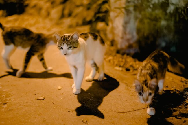 Habitudes nocturnes des chats