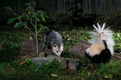 Découvrez les mystères des animaux nocturnes révélés