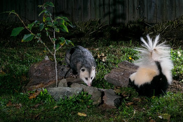 Les animaux nocturnes