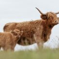 Les équipements essentiels des animaux de la ferme