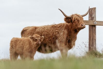 Les équipements essentiels des animaux de la ferme