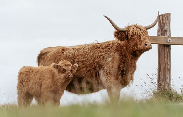 Les équipements essentiels des animaux de la ferme