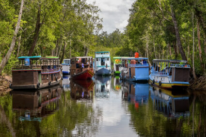 le parc national Tanjung Puting