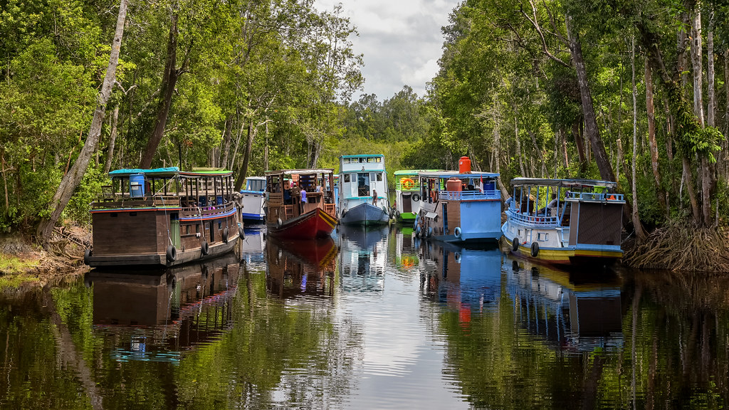 le parc national Tanjung Puting