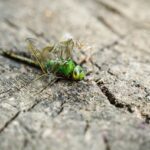 Insectes nuisibles à Lyon