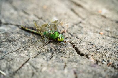 Insectes nuisibles à Lyon