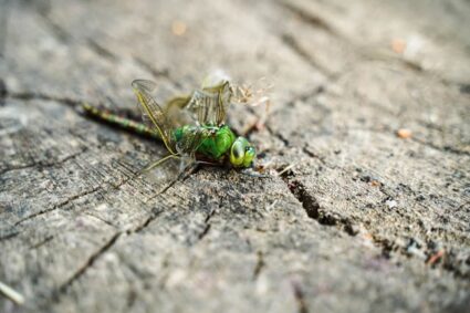 Désinsectisation à Lyon : Le traitement anti-insectes de toutes sortes