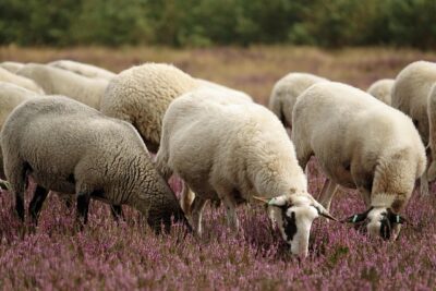 Comment votre don pour l’Aïd Al Adha 2025 change concrètement la vie des familles vulnérables