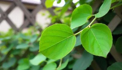 jardinières avec treillis extérieur