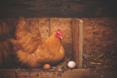 soins poule